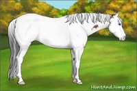 Horse Color:Bay Splash Tobiano