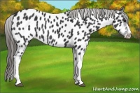 Horse Color:Black Near Leopard 