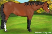 Horse Color:Bay 