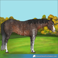 Horse Color:Brown Sabino Rabicano and White Spotted Brown Rabicano