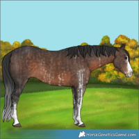 Horse Color:Brown Sabino Rabicano  and White Spotted Brown Rabicano 