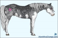 Horse Color:Silver Black Chinchilla Splash 