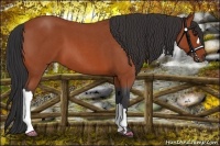 Horse Color:Bay Roan 