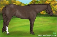 Horse Color:Liver Chestnut Rabicano 