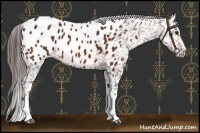 Horse Color:Bay Appaloosa 