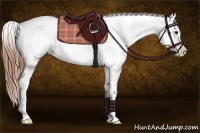 Horse Color:Classic Champagne Near Leopard  and Classic Champagne Splash Near Leopard 
