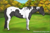 Horse Color:Smoky Black Tobiano Appaloosa 