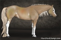 Horse Color:White Spotted Palomino 