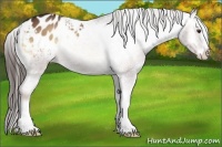 Horse Color:Red Onyx Sabino Appaloosa