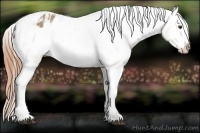 Horse Color:Buckskin Dun Appaloosa 