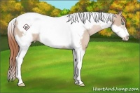 Horse Color:Smoky Black Pearl Tobiano Frame Rabicano