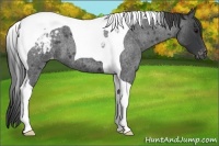 Horse Color:Blue Roan Tobiano Varnish