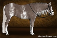 Horse Color:White Spotted Silver Black Splash