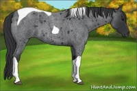 Horse Color:Blue Roan Tobiano