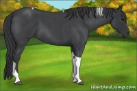 Horse Color:Blue Roan Tobiano 