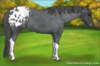 Horse Color:Blue Roan Tobiano Appaloosa 