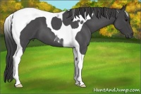 Horse Color:Smoky Blue Roan Tobiano 