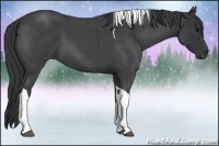 Horse Color:Blue Roan Tobiano 