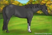 Horse Color:Smoky Black 