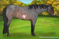 Horse Color:Brown Roan and Brown Roan Frame