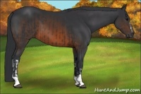 Horse Color:Brown and Brown