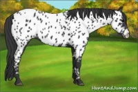 Horse Color:Black Appaloosa