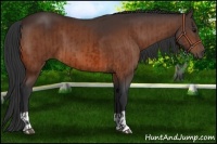 Horse Color:Bay and Bay
