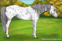 Horse Color:Blue Roan Appaloosa  and Blue Roan Splash Appaloosa 