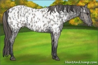 Horse Color:Blue Roan Appaloosa  and Grullo Roan Appaloosa 