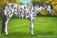 Horse Color:Blue Roan Tobiano Frame  and Blue Roan Tobiano Frame Near Leopard 