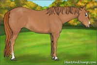 Horse Color:Chestnut Sabino 