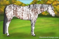 Horse Color:Bay  and White Spotted Bay 