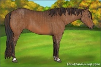 Horse Color:Chestnut  and Bay 