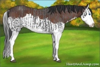 Horse Color:Blue Roan Splash and Bay Roan Splash