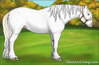 Horse Color:White Spotted Gold Cream Champagne Splash 
