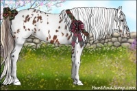 Horse Color:Bay Appaloosa  and Buckskin Pearl Appaloosa 