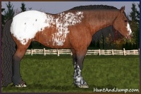 Horse Color:Brown Appaloosa  and Brown Appaloosa 