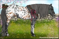 Horse Color:Bay Appaloosa and Black Appaloosa
