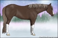 Horse Color:Liver Chestnut 