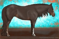 Horse Color:Liver Chestnut  and Liver Chestnut 
