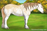 Horse Color:Gold Champagne Dun Splash and Gold Champagne Dun Splash