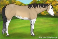 Horse Color:Bay Dun Splash
