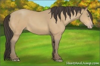 Horse Color:Amber Cream Champagne 