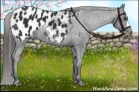 Horse Color:Black Appaloosa