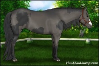 Horse Color:Black  and Black 