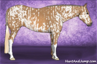 Horse Color:Gray Chestnut and Chestnut