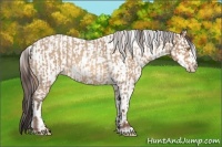 Horse Color:Amber Champagne Roan and Amber Champagne Roan Appaloosa