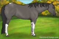 Horse Color:Grullo Tobiano 