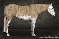 Horse Color:Liver Red Dun  and Liver Red Dun Splash 