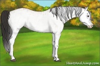 Horse Color:White Spotted Bay Splash  and White Spotted Buckskin Splash 